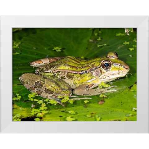Forrers Grass Frog- Forrers Leopard Frog- Costa Rica White Modern Wood Framed Art Print by McDonald, Joe and Maryann
