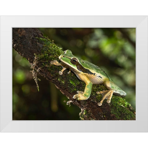 Masked Treefrog- Costa Rica- Central America White Modern Wood Framed Art Print by McDonald, Joe and Maryann