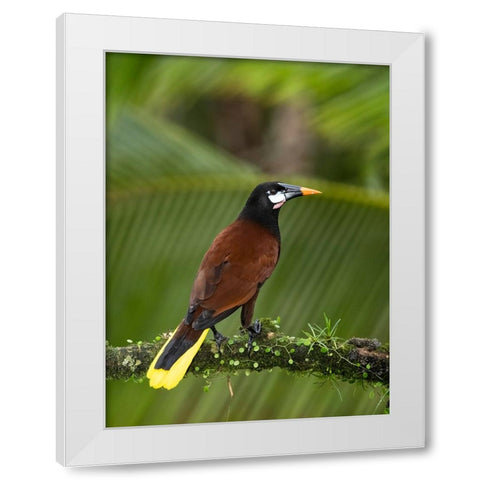 Montezuma oropendola- Costa Rica- Central America White Modern Wood Framed Art Print by McDonald, Joe and Maryann