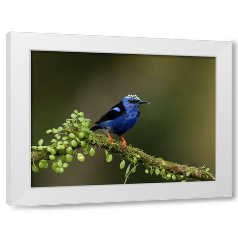 Red-legged honeycreeper- Costa Rica- Central America White Modern Wood Framed Art Print by McDonald, Joe and Maryann