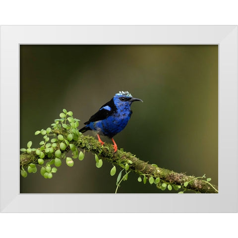 Red-legged honeycreeper- Costa Rica- Central America White Modern Wood Framed Art Print by McDonald, Joe and Maryann