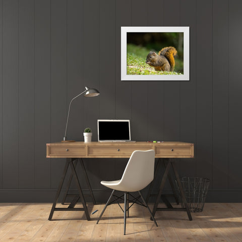 Red-tailed Squirrel- Bosque del Paz- Costa Rica White Modern Wood Framed Art Print by McDonald, Joe and Maryann