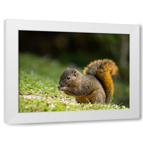 Red-tailed Squirrel- Bosque del Paz- Costa Rica White Modern Wood Framed Art Print by McDonald, Joe and Maryann