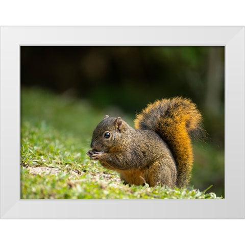 Red-tailed Squirrel- Bosque del Paz- Costa Rica White Modern Wood Framed Art Print by McDonald, Joe and Maryann