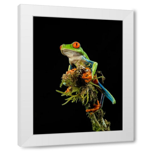 Red-eyed Treefrog- Costa Rica- Central America White Modern Wood Framed Art Print by McDonald, Joe and Maryann