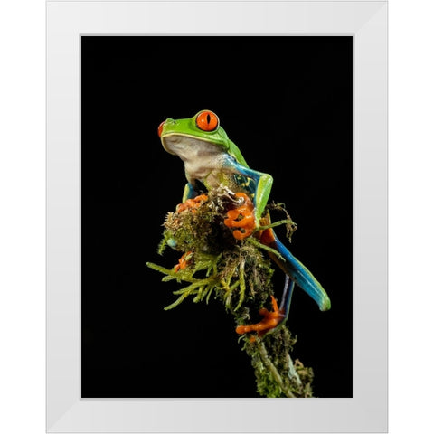 Red-eyed Treefrog- Costa Rica- Central America White Modern Wood Framed Art Print by McDonald, Joe and Maryann