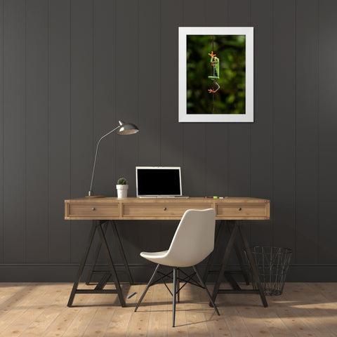 Red-eyed Treefrog- Costa Rica- Central America White Modern Wood Framed Art Print by McDonald, Joe and Maryann