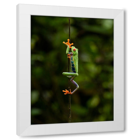 Red-eyed Treefrog- Costa Rica- Central America White Modern Wood Framed Art Print by McDonald, Joe and Maryann