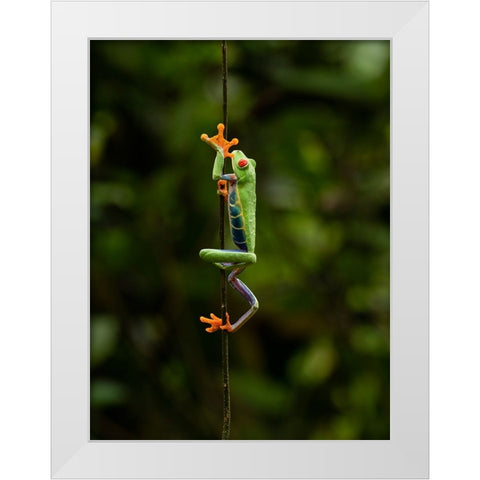 Red-eyed Treefrog- Costa Rica- Central America White Modern Wood Framed Art Print by McDonald, Joe and Maryann
