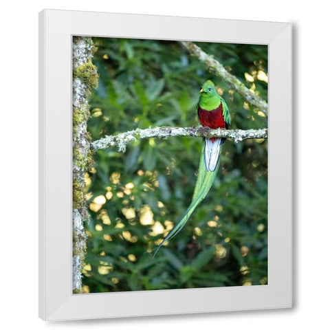 Resplendent quetzal- Costa Rica White Modern Wood Framed Art Print by McDonald, Joe and Maryann