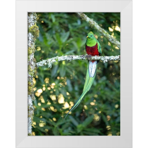 Resplendent quetzal- Costa Rica White Modern Wood Framed Art Print by McDonald, Joe and Maryann
