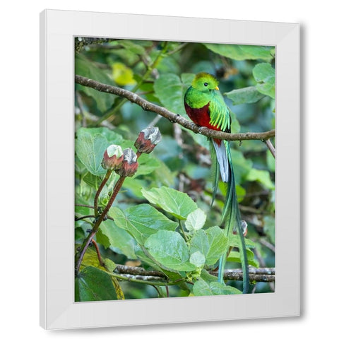 Resplendent quetzal- Costa Rica White Modern Wood Framed Art Print by McDonald, Joe and Maryann