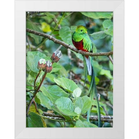 Resplendent quetzal- Costa Rica White Modern Wood Framed Art Print by McDonald, Joe and Maryann