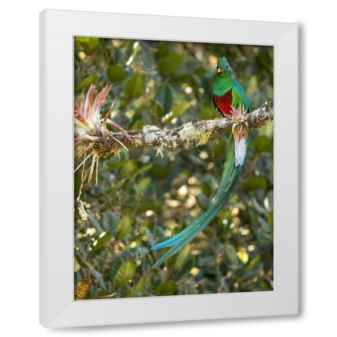 Resplendent quetzal- Costa Rica White Modern Wood Framed Art Print by McDonald, Joe and Maryann