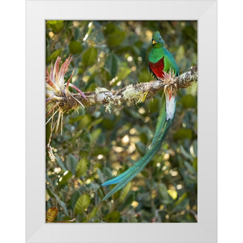 Resplendent quetzal- Costa Rica White Modern Wood Framed Art Print by McDonald, Joe and Maryann