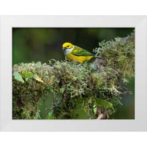 Silver-throated Tanager sitting on tree branch- Costa Rica- Central America White Modern Wood Framed Art Print by McDonald, Joe and Maryann
