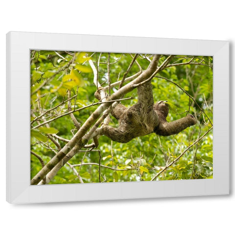 Brown-throated sloth- Costa Rica- Central America White Modern Wood Framed Art Print by McDonald, Joe and Maryann