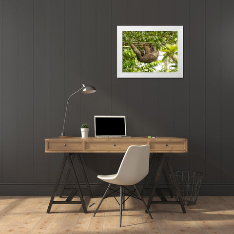 Brown-throated sloth- Costa Rica- Central America White Modern Wood Framed Art Print by McDonald, Joe and Maryann