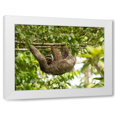 Brown-throated sloth- Costa Rica- Central America White Modern Wood Framed Art Print by McDonald, Joe and Maryann