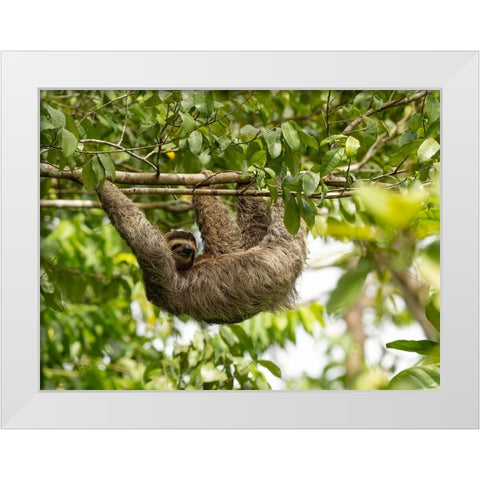 Brown-throated sloth- Costa Rica- Central America White Modern Wood Framed Art Print by McDonald, Joe and Maryann
