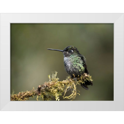 Talamanca Hummingbird- Costa Rica- Central America White Modern Wood Framed Art Print by McDonald, Joe and Maryann