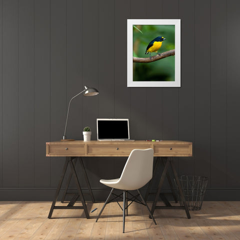 Yellow-throated euphonia perching- Costa Rica- Cantal America White Modern Wood Framed Art Print by McDonald, Joe and Maryann