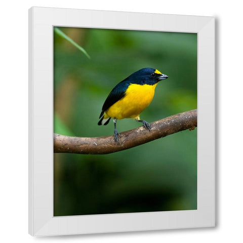 Yellow-throated euphonia perching- Costa Rica- Cantal America White Modern Wood Framed Art Print by McDonald, Joe and Maryann