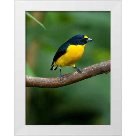 Yellow-throated euphonia perching- Costa Rica- Cantal America White Modern Wood Framed Art Print by McDonald, Joe and Maryann