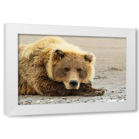 Brown bear resting on the beach-Silver Salmon Creek-Lake Clark National Park-Alaska White Modern Wood Framed Art Print by Jones, Adam