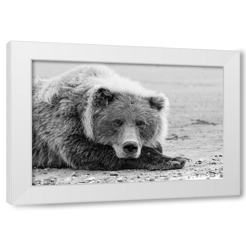 Brown bear resting on the beach-Silver Salmon Creek-Lake Clark National Park-Alaska White Modern Wood Framed Art Print by Jones, Adam