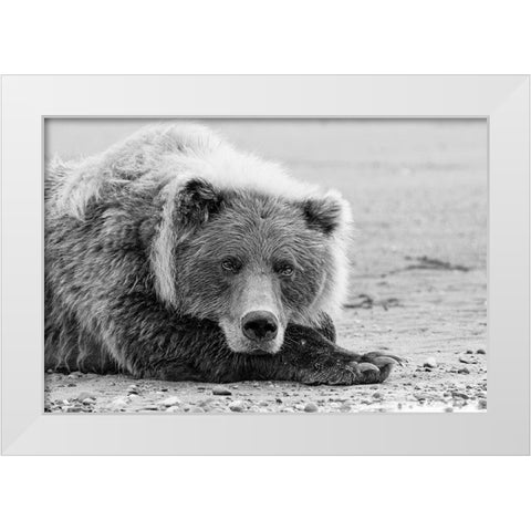 Brown bear resting on the beach-Silver Salmon Creek-Lake Clark National Park-Alaska White Modern Wood Framed Art Print by Jones, Adam