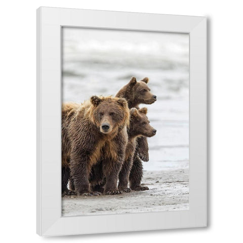 Female Brown bear and cubs-Silver Salmon Creek-Lake Clark National Park-Alaska White Modern Wood Framed Art Print by Jones, Adam