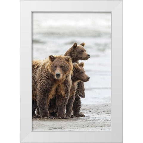 Female Brown bear and cubs-Silver Salmon Creek-Lake Clark National Park-Alaska White Modern Wood Framed Art Print by Jones, Adam