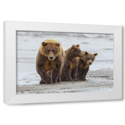Female Brown bear and cubs-Silver Salmon Creek-Lake Clark National Park-Alaska White Modern Wood Framed Art Print by Jones, Adam