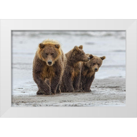 Female Brown bear and cubs-Silver Salmon Creek-Lake Clark National Park-Alaska White Modern Wood Framed Art Print by Jones, Adam