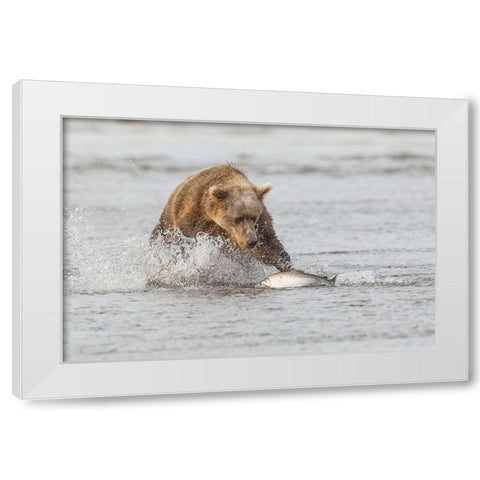Brown bear chasing salmon-Silver Salmon Creek-Lake Clark National Park-Alaska White Modern Wood Framed Art Print by Jones, Adam