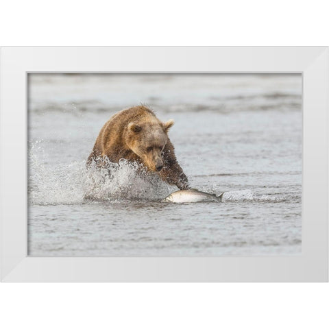 Brown bear chasing salmon-Silver Salmon Creek-Lake Clark National Park-Alaska White Modern Wood Framed Art Print by Jones, Adam