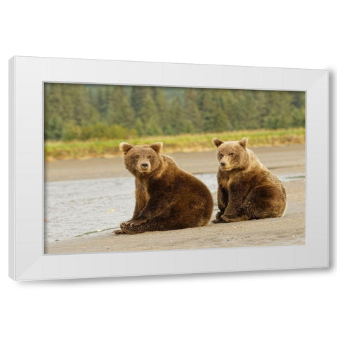 Brown bear cubs nursing-Silver Salmon Creek-Lake Clark National Park-Alaska White Modern Wood Framed Art Print by Jones, Adam