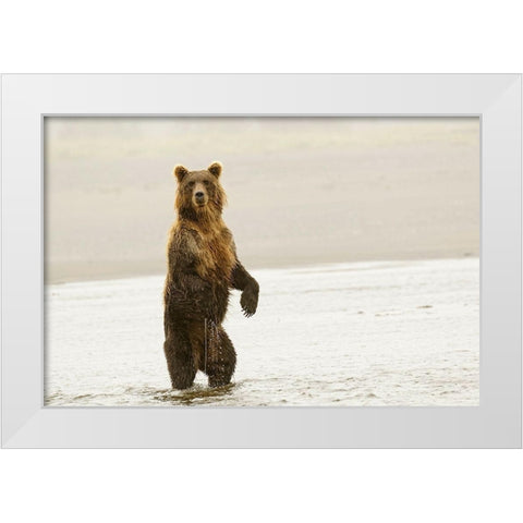 Brown bear standing upright-Silver Salmon Creek-Lake Clark National Park-Alaska White Modern Wood Framed Art Print by Jones, Adam