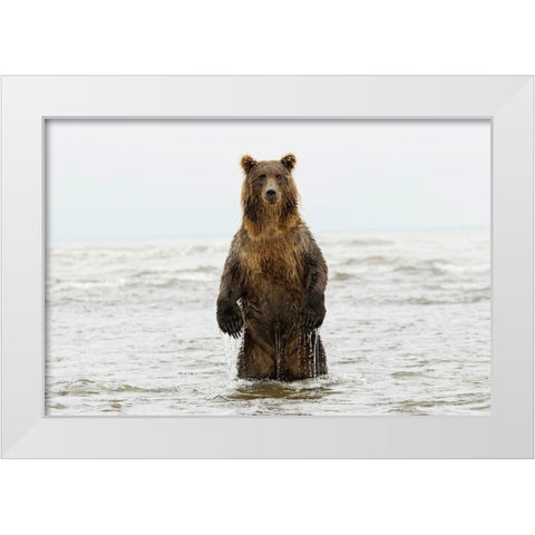 Brown bear standing upright-Silver Salmon Creek-Lake Clark National Park-Alaska White Modern Wood Framed Art Print by Jones, Adam