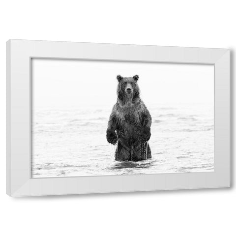 Brown bear standing upright-Silver Salmon Creek-Lake Clark National Park-Alaska White Modern Wood Framed Art Print by Jones, Adam