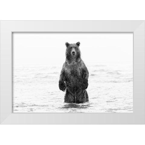 Brown bear standing upright-Silver Salmon Creek-Lake Clark National Park-Alaska White Modern Wood Framed Art Print by Jones, Adam