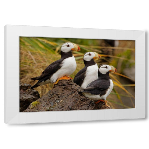 Horned Puffin-Fratercula corniculata-Lake Clark National Park-Alaska White Modern Wood Framed Art Print by Jones, Adam