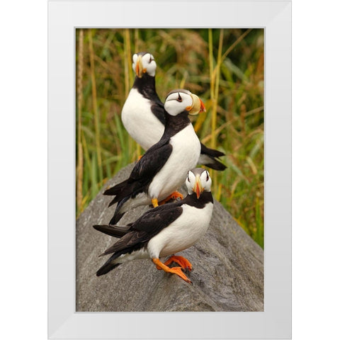 Horned Puffin-Fratercula corniculata-Lake Clark National Park-Alaska White Modern Wood Framed Art Print by Jones, Adam