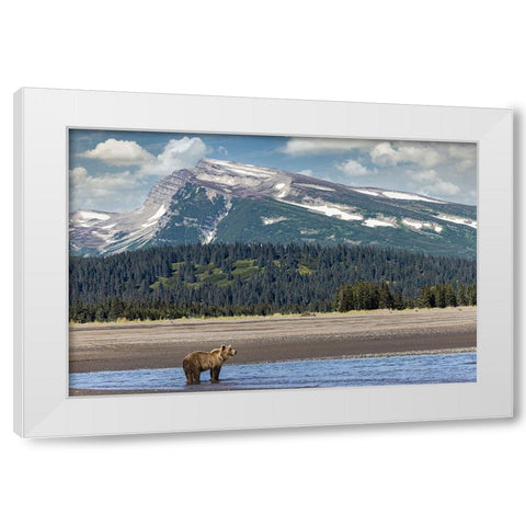 Grizzly bear in landscape with mountain-Lake Clark National Park and Preserve-Alaska White Modern Wood Framed Art Print by Jones, Adam