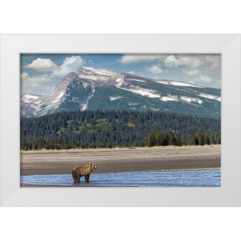 Grizzly bear in landscape with mountain-Lake Clark National Park and Preserve-Alaska White Modern Wood Framed Art Print by Jones, Adam