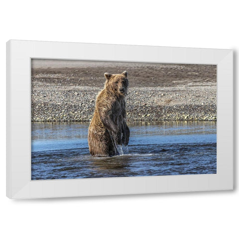 Grizzly bear standing while fishing-Lake Clark National Park and Preserve-Alaska White Modern Wood Framed Art Print by Jones, Adam