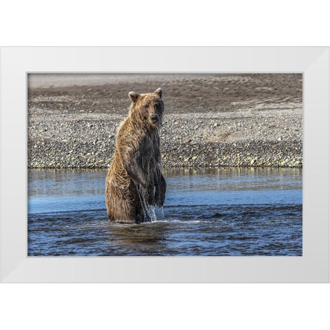 Grizzly bear standing while fishing-Lake Clark National Park and Preserve-Alaska White Modern Wood Framed Art Print by Jones, Adam