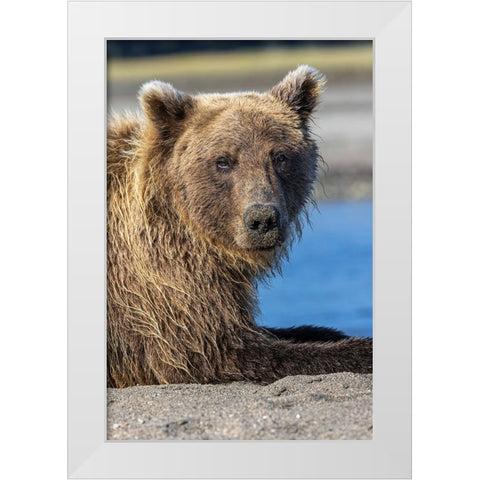 Grizzly bear resting-Lake Clark National Park and Preserve-Alaska White Modern Wood Framed Art Print by Jones, Adam