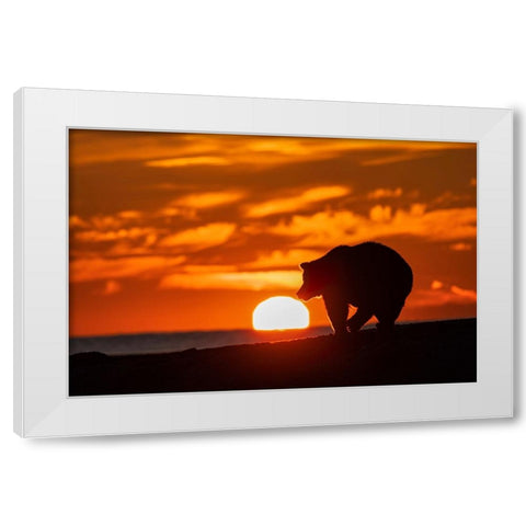 Adult grizzly bear silhouetted on beach at sunrise-Lake Clark National Park and Preserve White Modern Wood Framed Art Print by Jones, Adam
